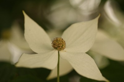 ヤマボウシ