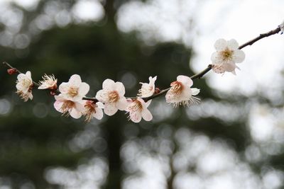 はな