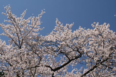 sakura1