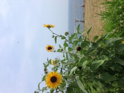 IMG_0379.JPG