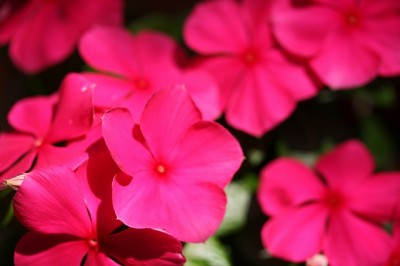IMG_3741