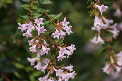 aberia2