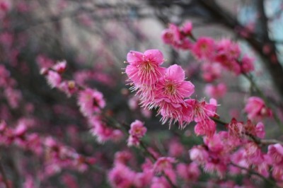 紅梅
