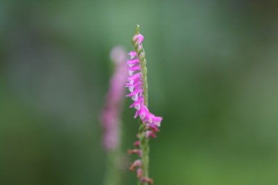 nejibabana