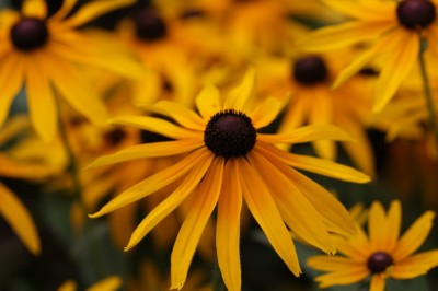 rudobekia